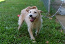 Campanha de castração gratuita de cães e gatos abre inscrições em Guarulhos