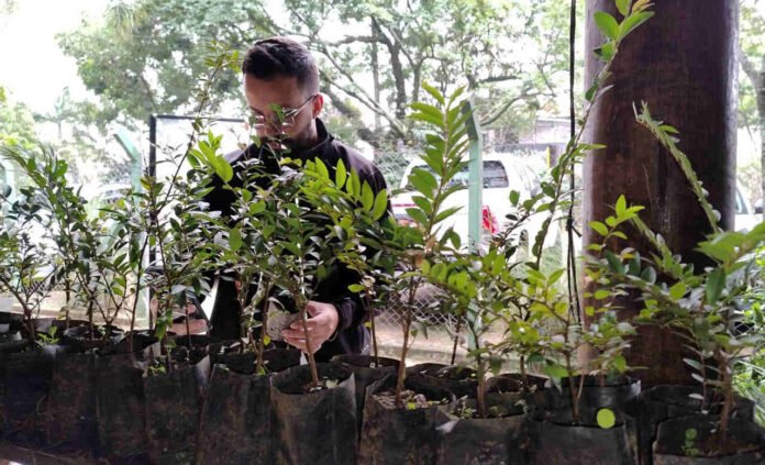 mudas-de-arvores-nativas