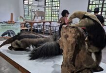 Zoológico e Bosque Maia anunciam programação ambiental gratuita em abril