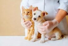 Colesterol alto em cães e gatos indica doenças metabólicas