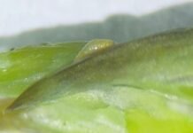 Ministério da Agricultura intercepta praga quarentenária em aspargos