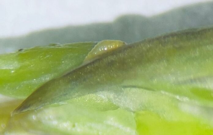 aspargos