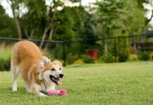 Governo de SP realiza pesquisa sobre bem-estar animal