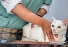 Saiba o que fazer caso seu pet seja picado por um animal peçonhento