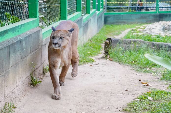 Zoológico de Guarulhos promove circuito sobre sussuaranas