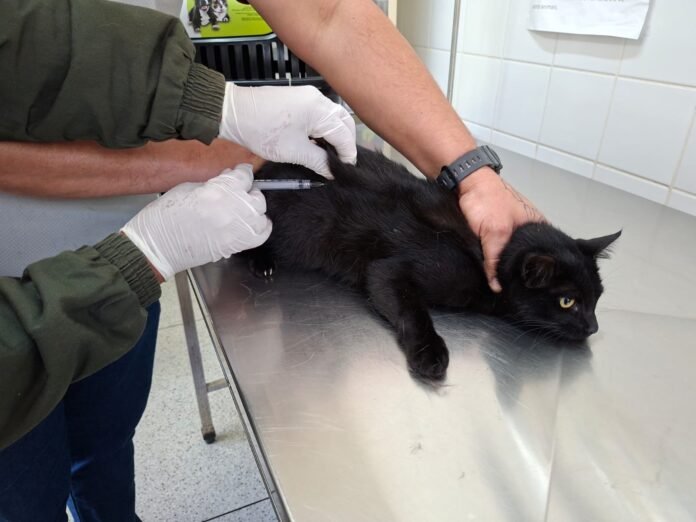 CCZ de Guarulhos vacina cães e gatos contra a raiva