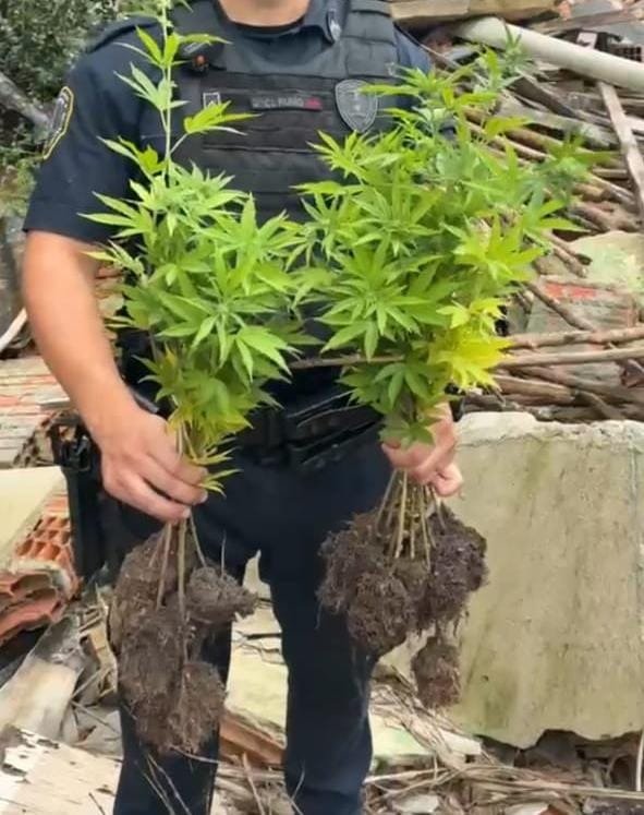 Patrulhamento encontra cultivo de maconha no Pimentas